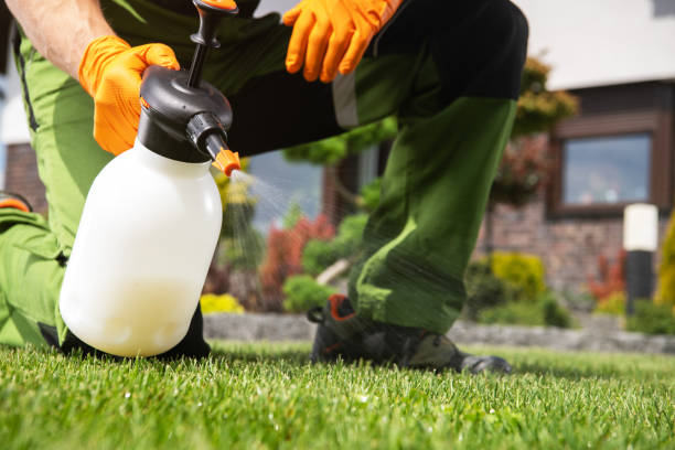 Best Wasp Removal Services  in Belle, MO
