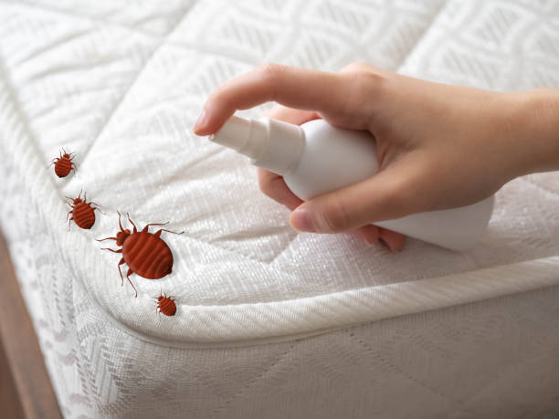 Best Best Pest Control Companies  in Belle, MO