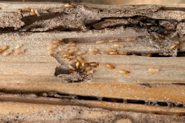 Best Exterminator Services  in Belle, MO