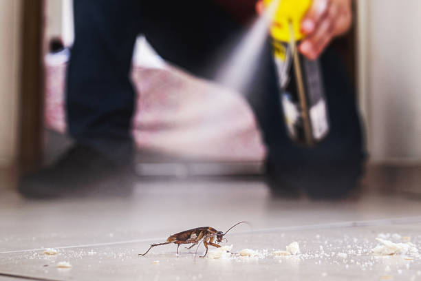 Best Bed Bug Extermination  in Belle, MO