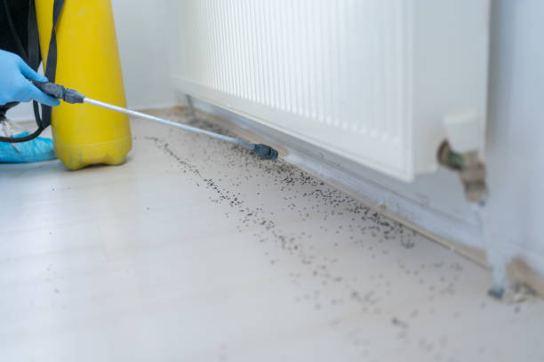 Best Emergency Pest Control  in Belle, MO